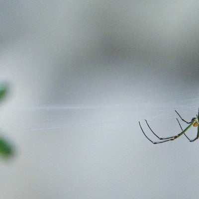 糸を張って待ち構える蜘蛛の写真