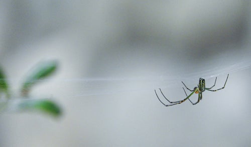 糸を張って待ち構える蜘蛛の写真