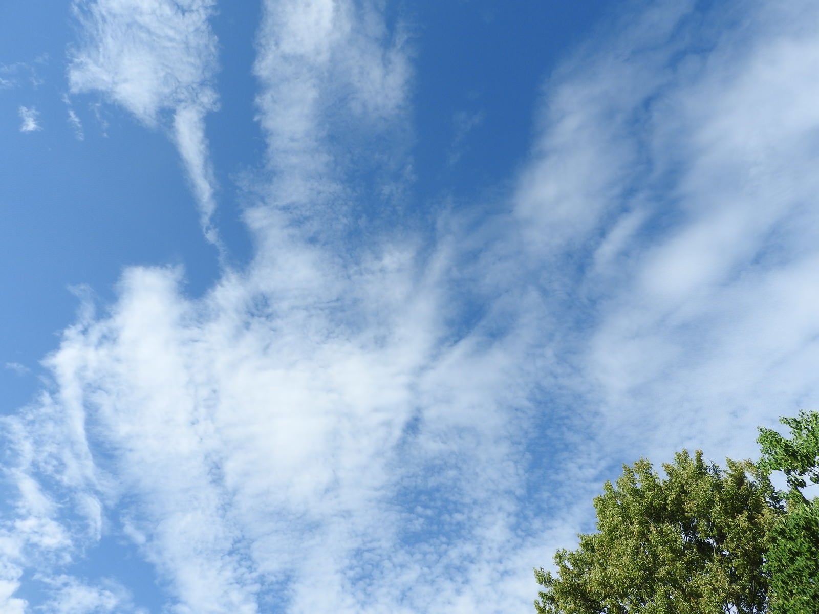 「見上げた空を覆う薄い雲」の写真