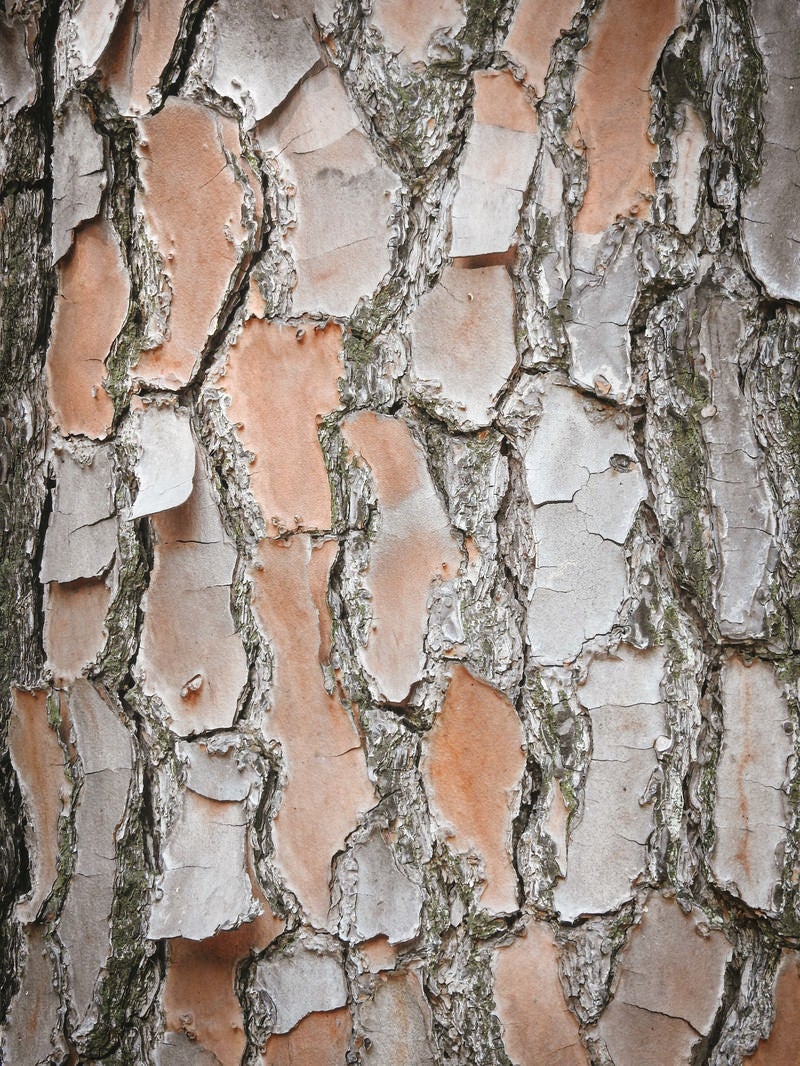 「アカマツの樹皮（テクスチャ）」の写真