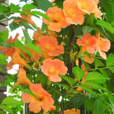 オレンジ色の花を咲かせるノウゼンカズラの写真