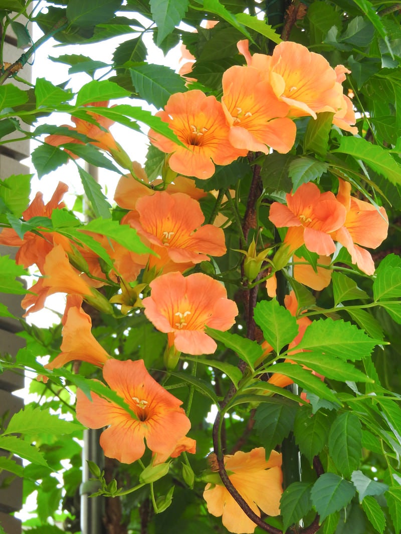 「オレンジ色の花を咲かせるノウゼンカズラ」の写真