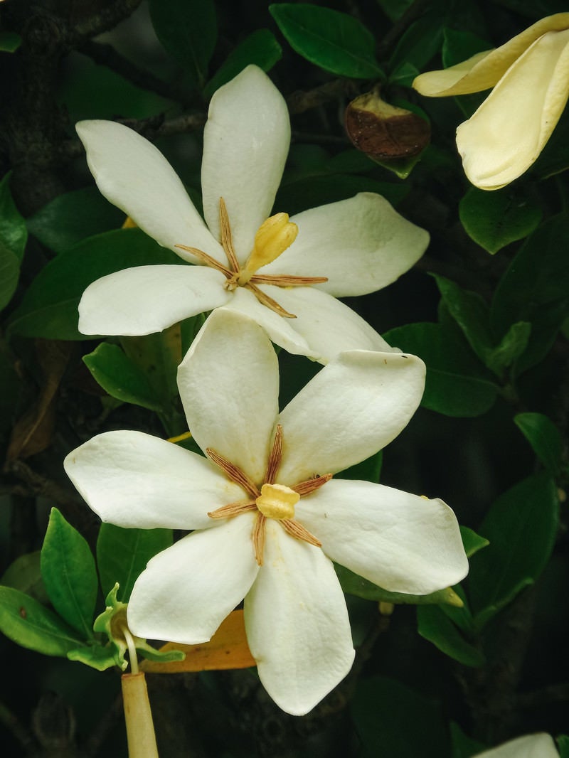 「クチナシの花」の写真
