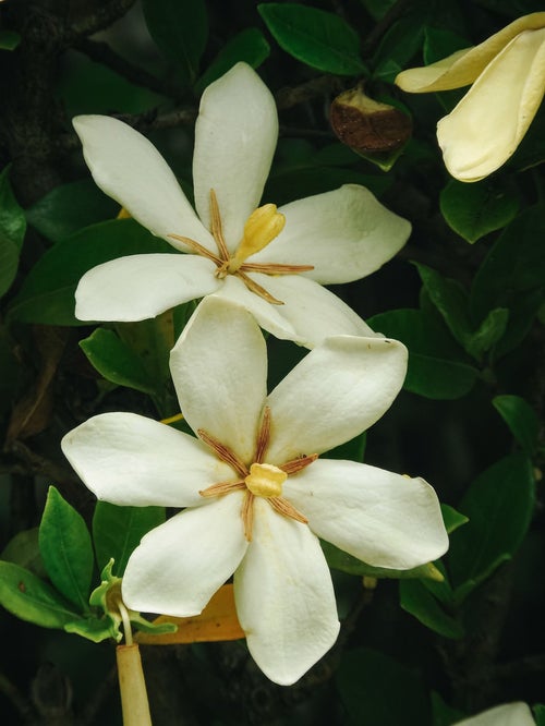 クチナシの花の写真