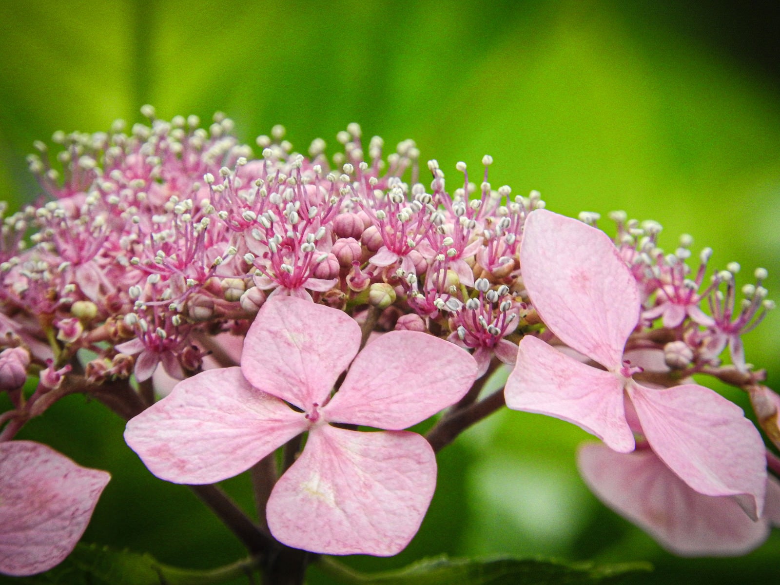 「ピンクのガクアジサイの花」の写真