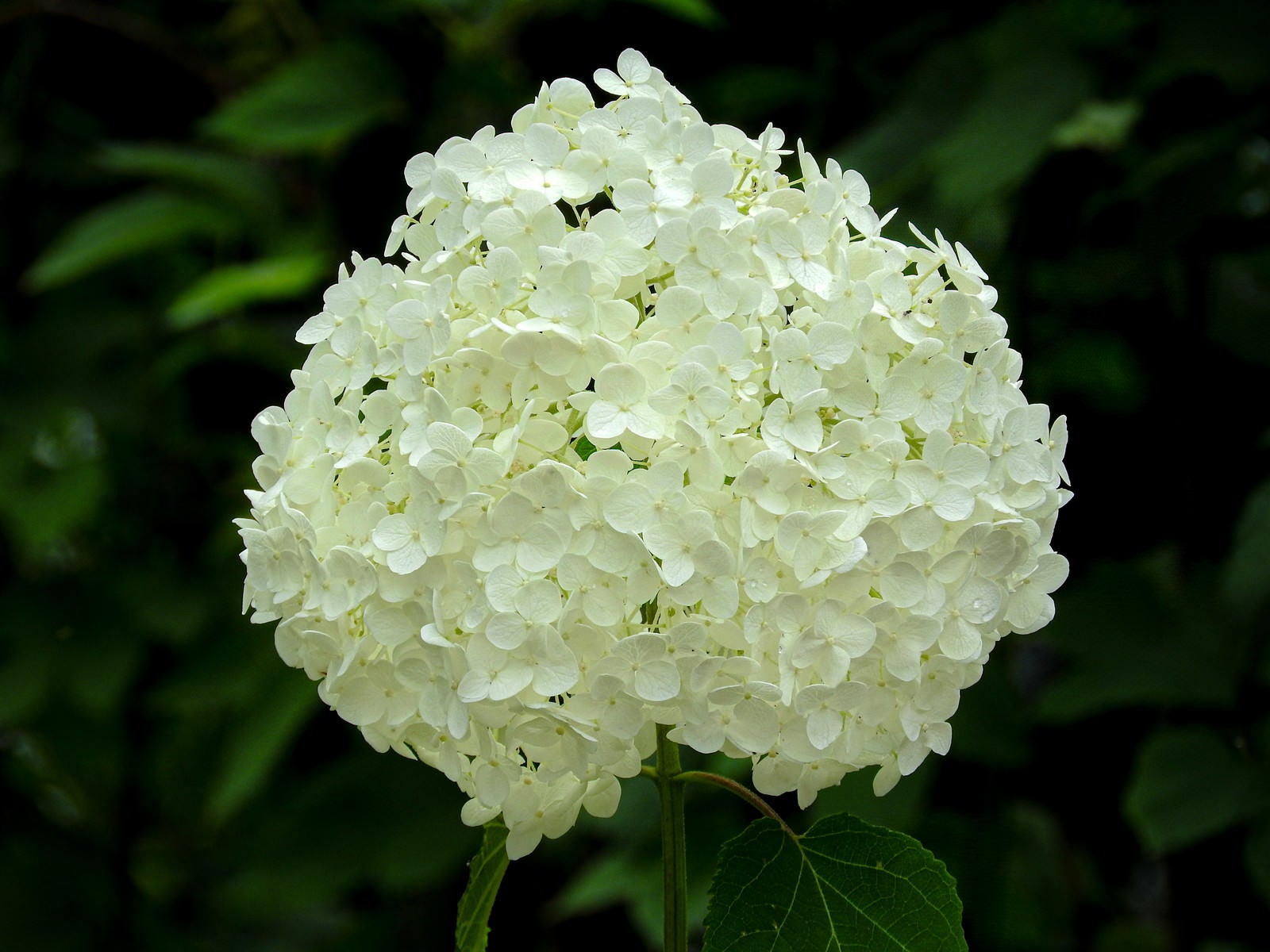 「白の紫陽花」の写真