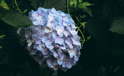 青の紫陽花の写真