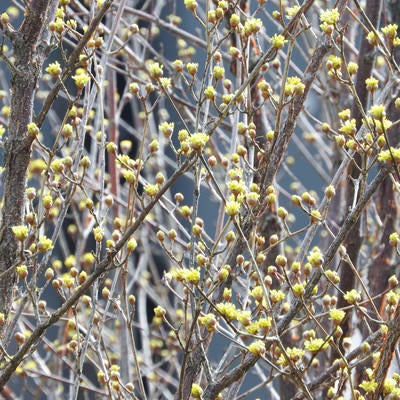 早春に色づく庭木（サンシュユ）の写真