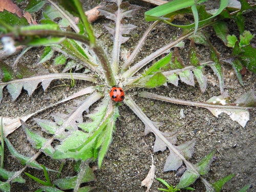 草の上のてんとう虫の写真