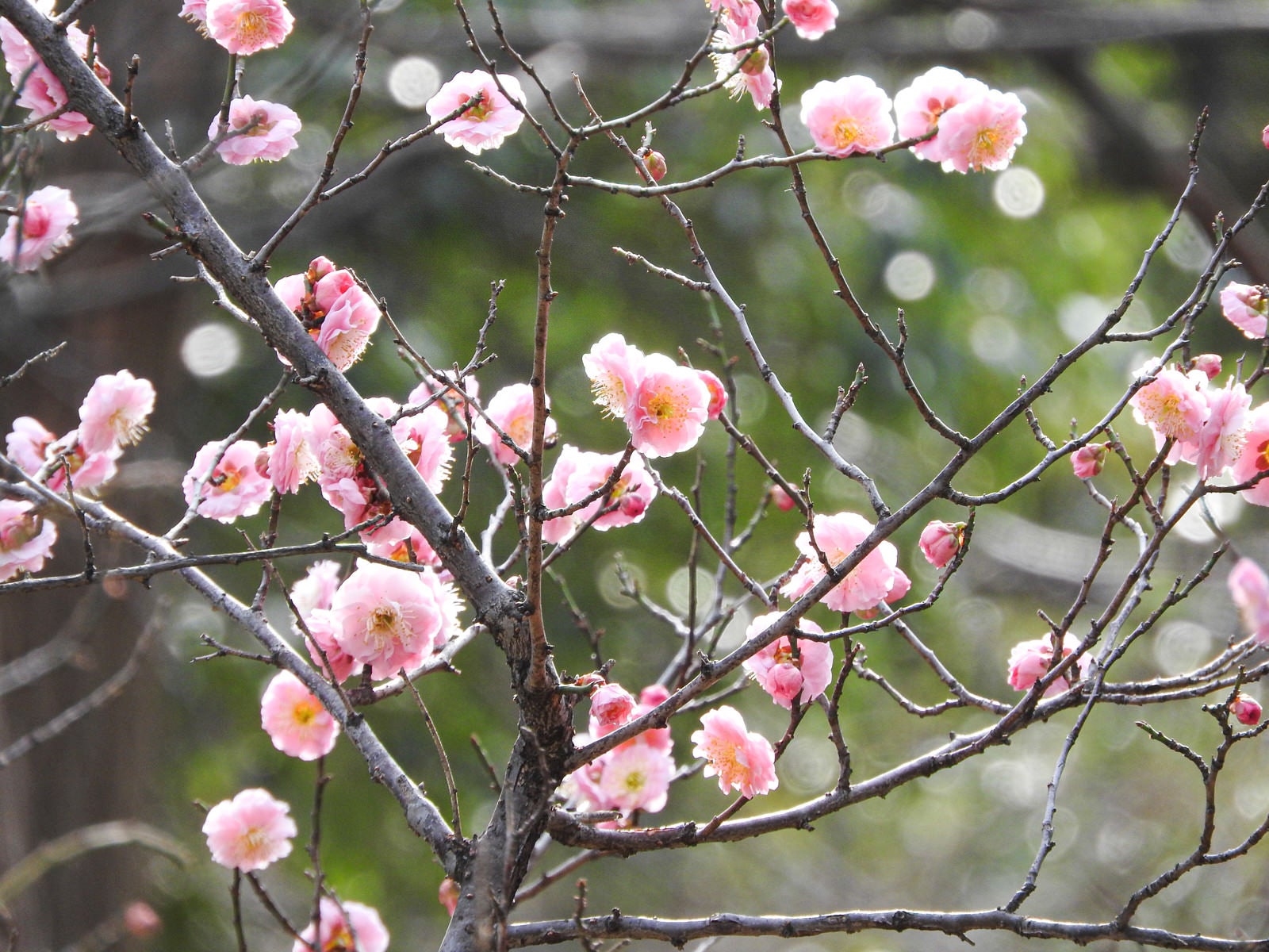 「ピンク色の梅の花」の写真