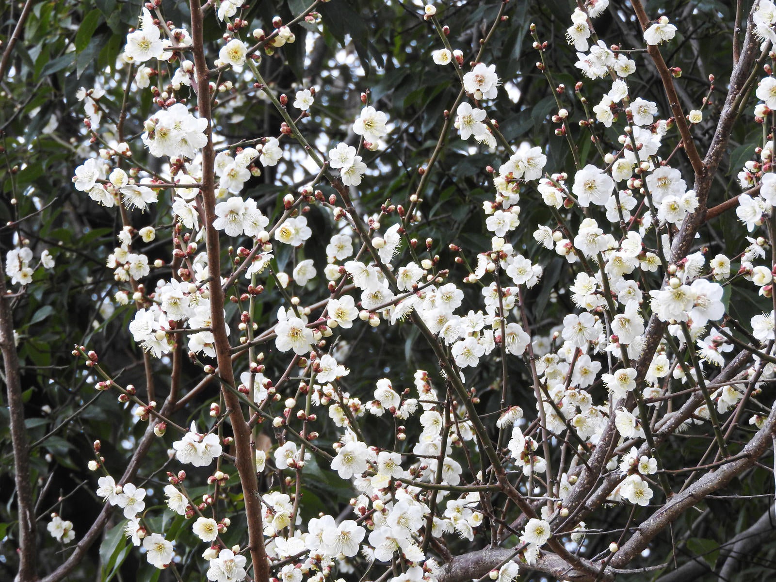 「開花を始めた白梅」の写真