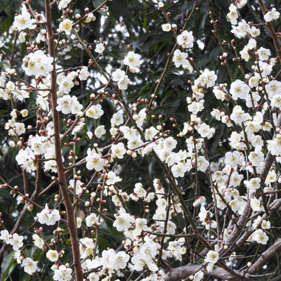 開花を始めた白梅の写真