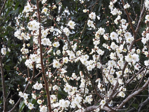 開花を始めた白梅の写真