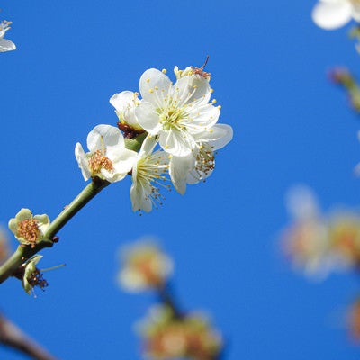 開花した白梅と青空の写真