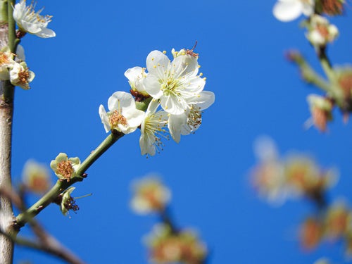 開花した白梅と青空の写真