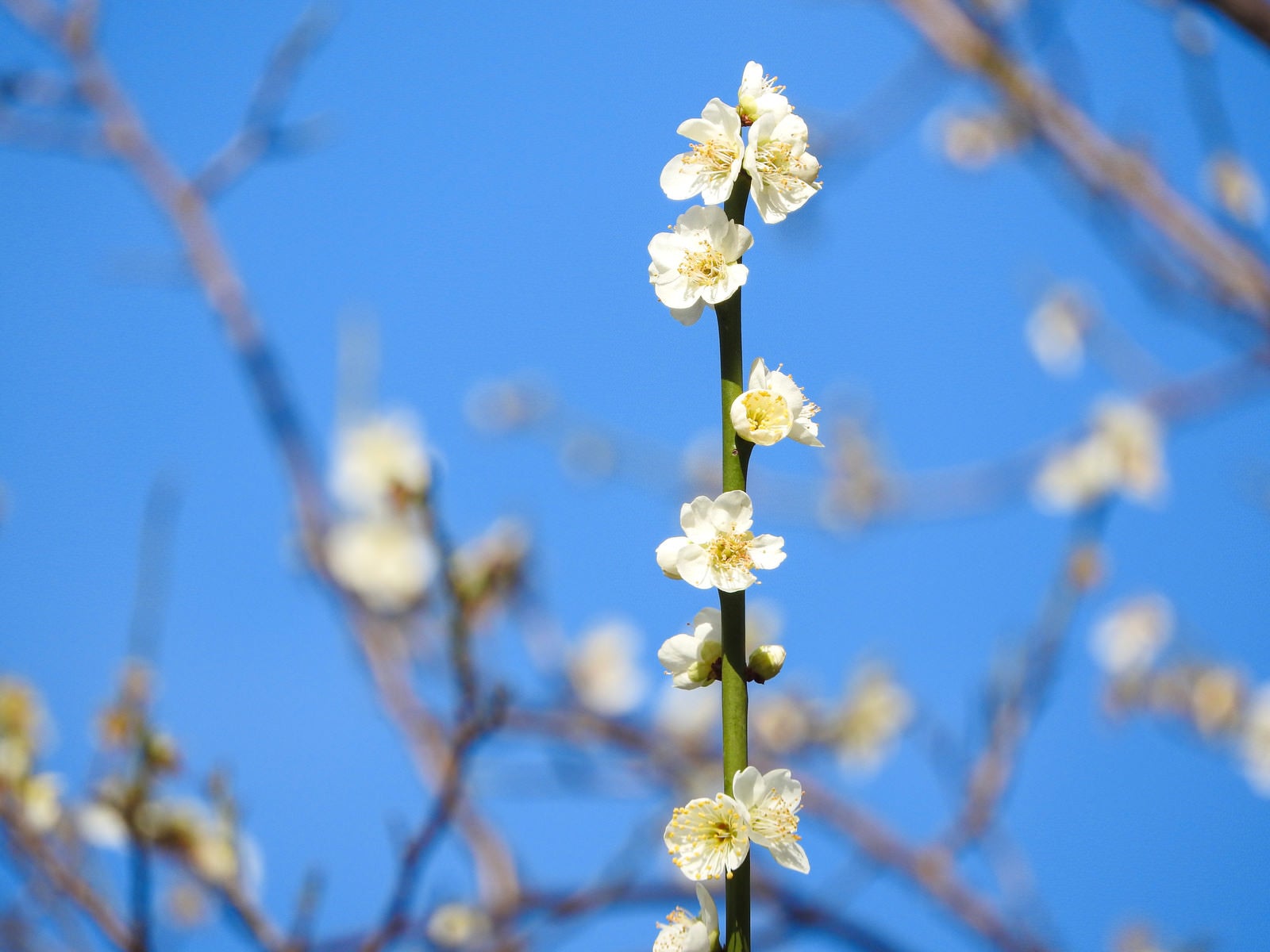 「開花した白梅と蕾」の写真