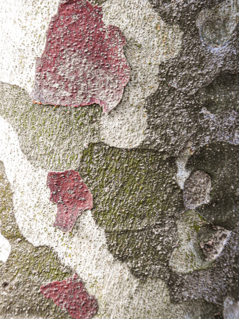 シロマツの樹皮（テクスチャー）の写真