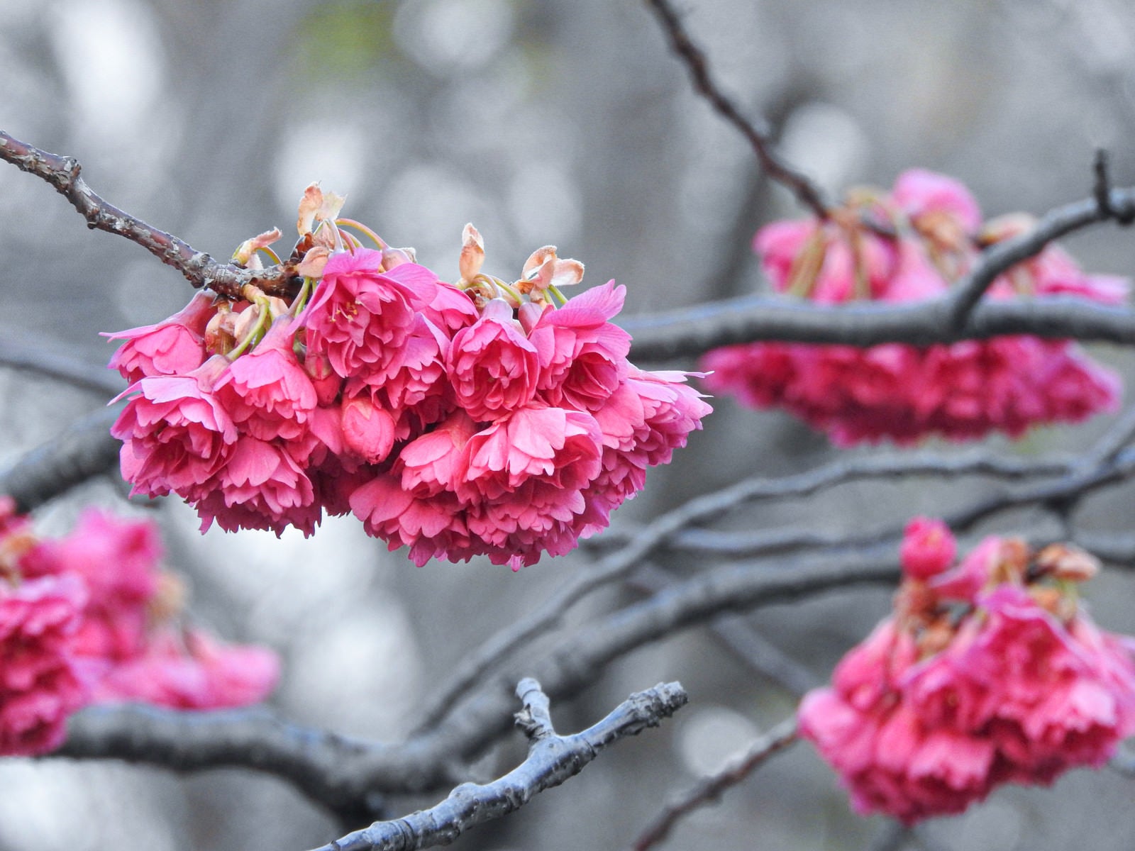 「開花を待つ緋寒桜（ヒカンザクラ）」の写真