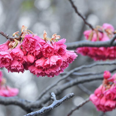 開花を待つ緋寒桜（ヒカンザクラ）の写真
