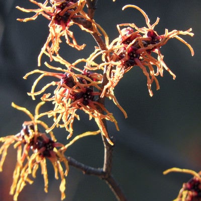 樹木の花（マンサク）の写真