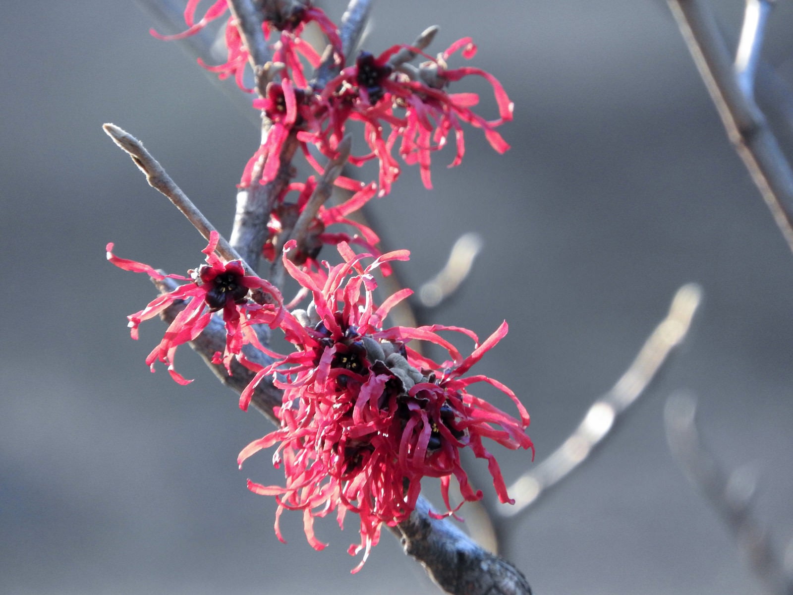 「早春に咲く赤花満作（アカバナマンサク）」の写真