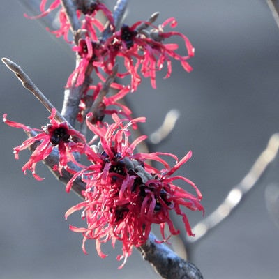 早春に咲く赤花満作（アカバナマンサク）の写真