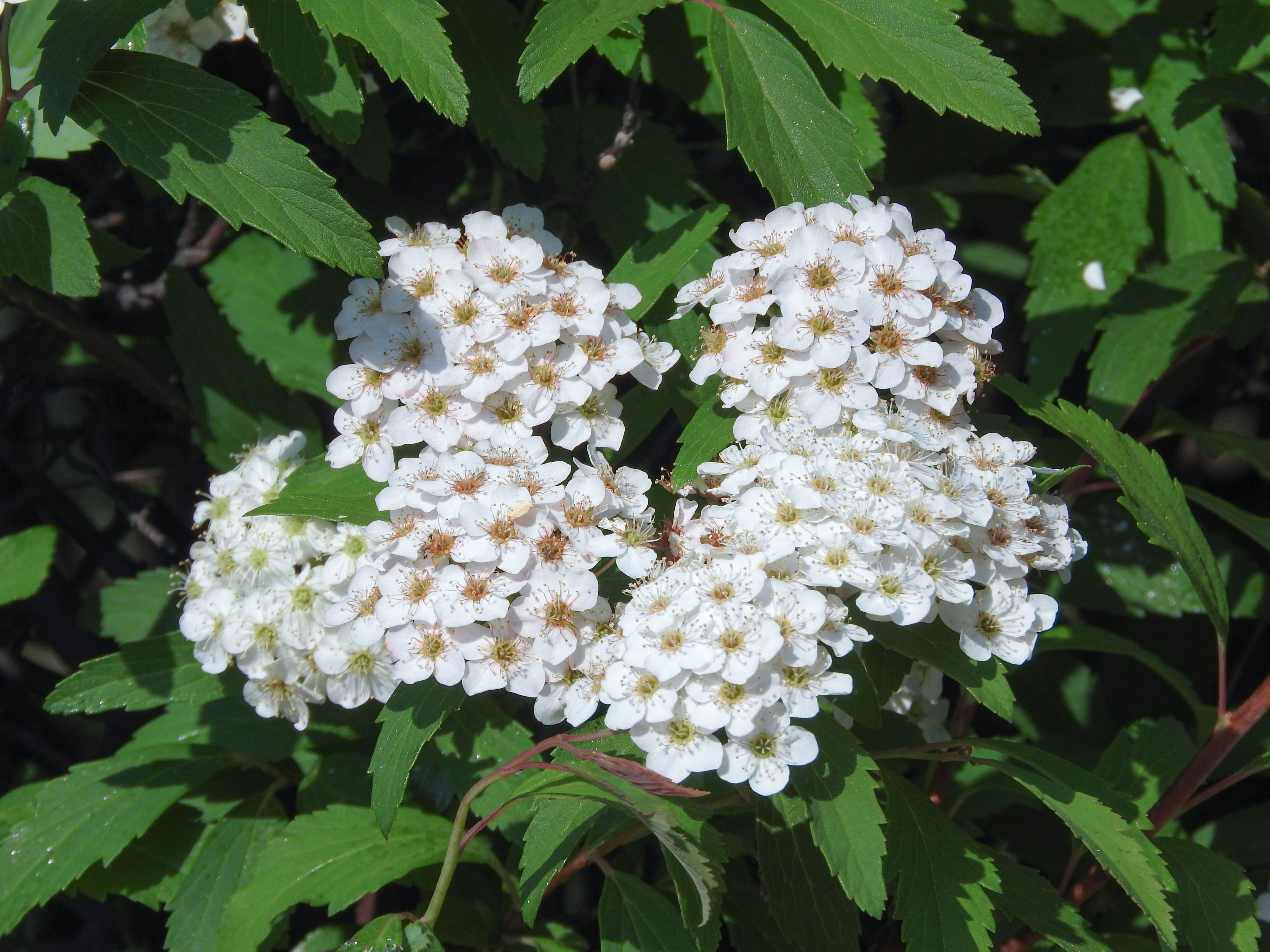 押し花素材☆小さなコデマリ˚✧₊⁎♡⁎⁺˳✧༚ 酷