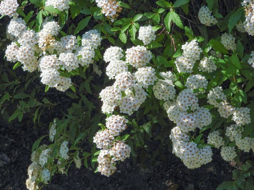 コデマリの花（バラ科）の写真