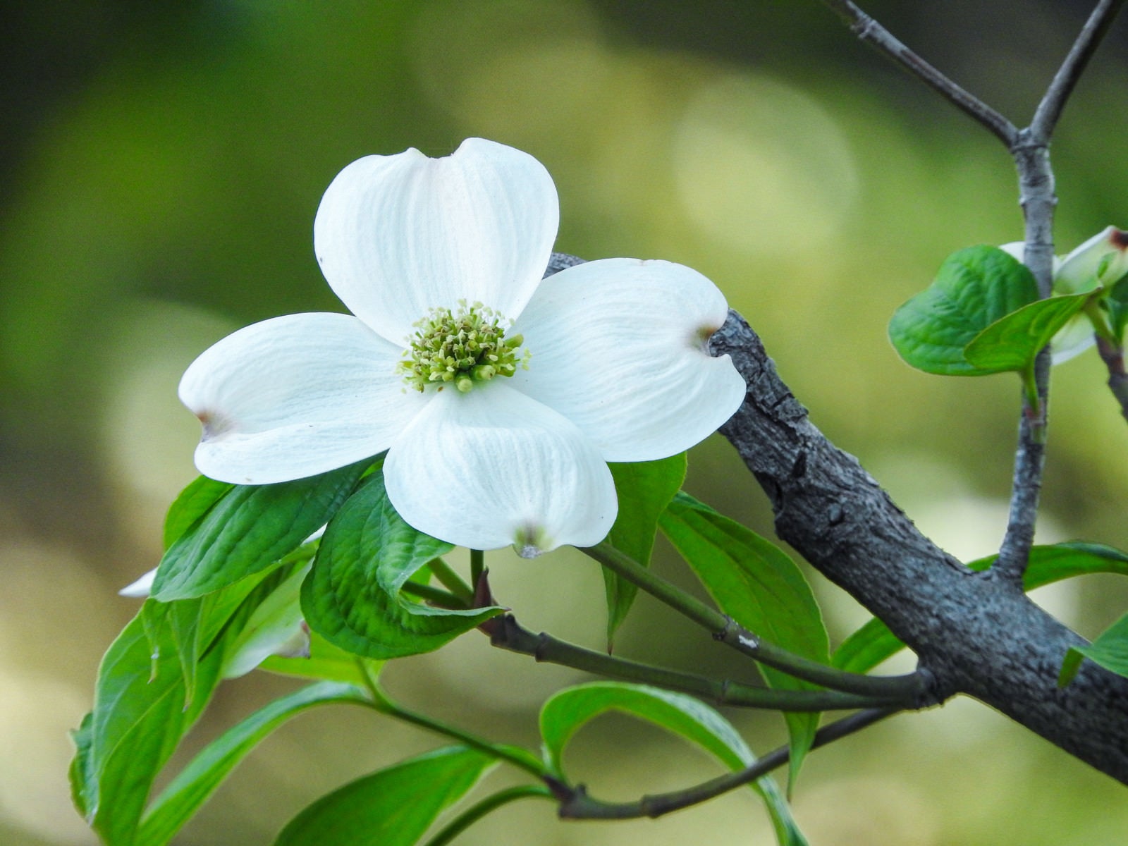 「白いハナミズキの花」の写真