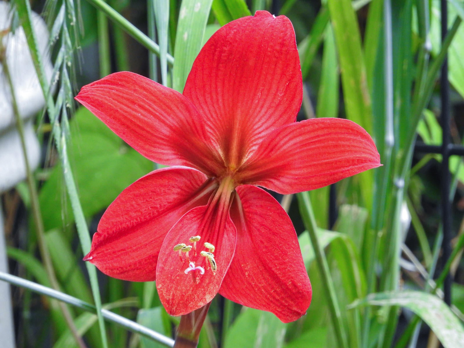 「真っ赤な色のアマリリスの花」の写真