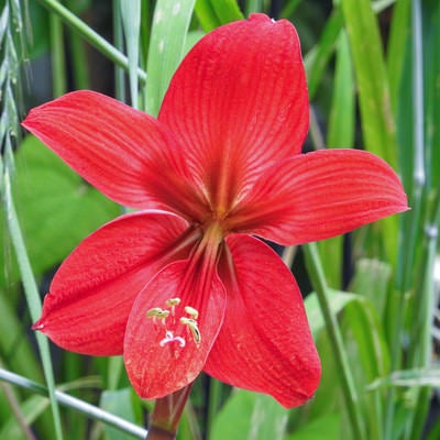 真っ赤な色のアマリリスの花の写真