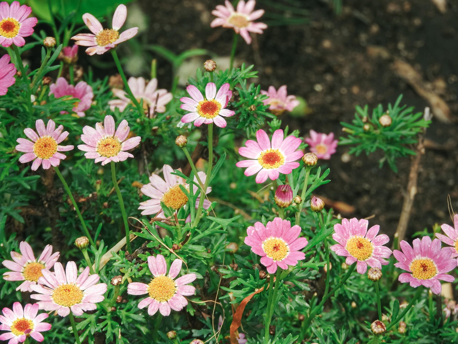 「色とりどりに咲くマーガレットの花々」の写真