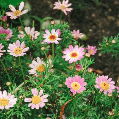 色とりどりに咲くマーガレットの花々の写真