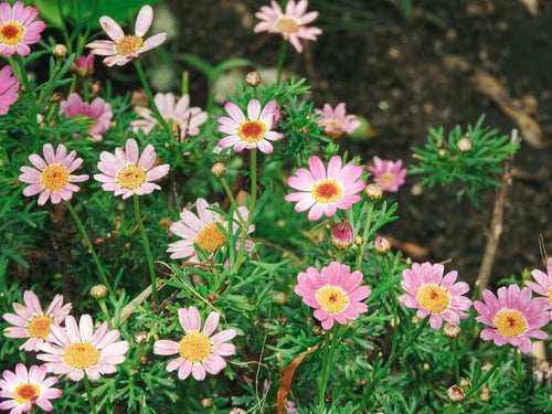 色とりどりに咲くマーガレットの花々の写真