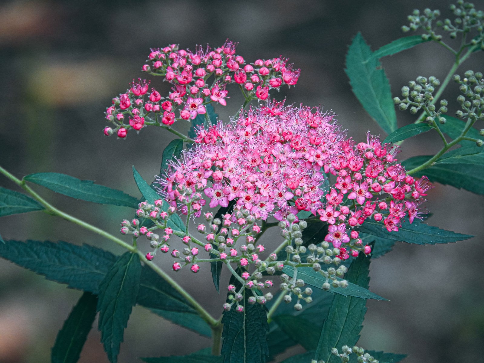 「枝先に集まるように小さな花を咲かせるシモツケ」の写真