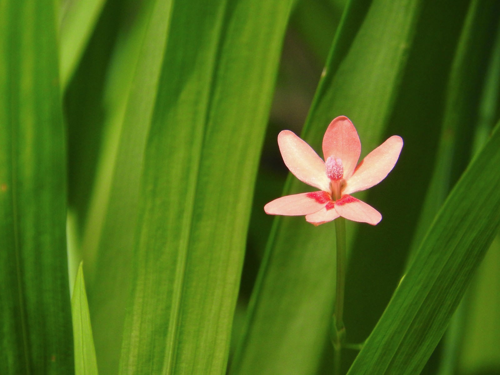 「控えめに咲くヒメヒオウギの花」の写真