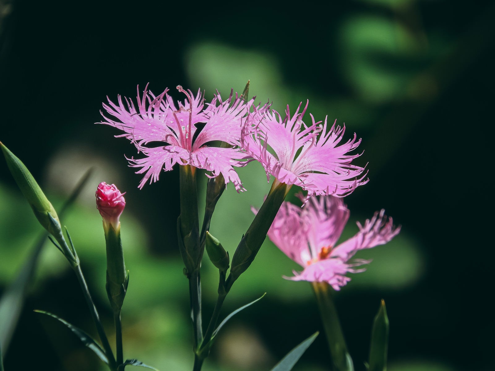 「繊細な花びらナデシコ」の写真