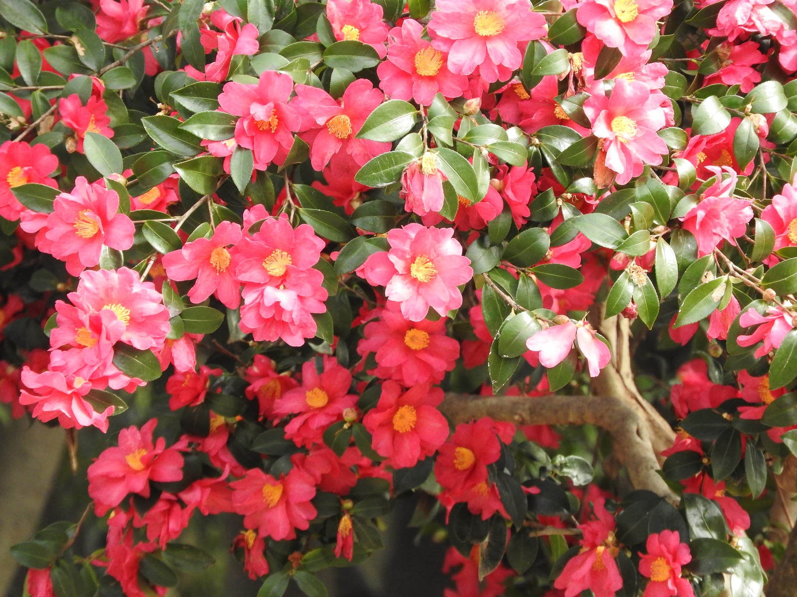 「花開く山茶花（サザンカ）」の写真