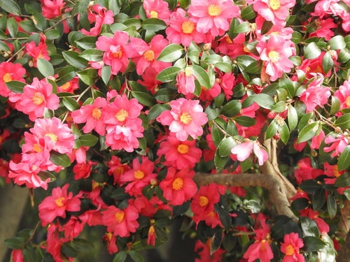 花開く山茶花（サザンカ）の写真