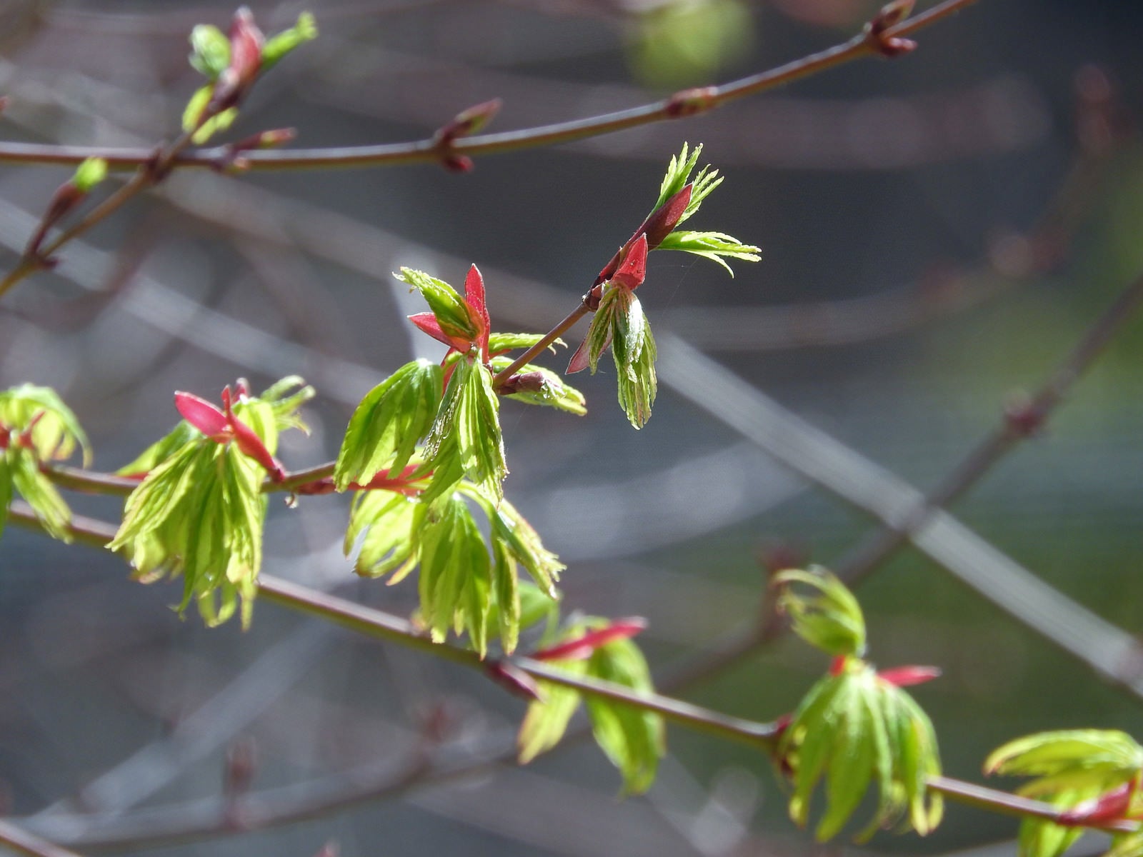 「春の訪れ、紅葉の新芽」の写真