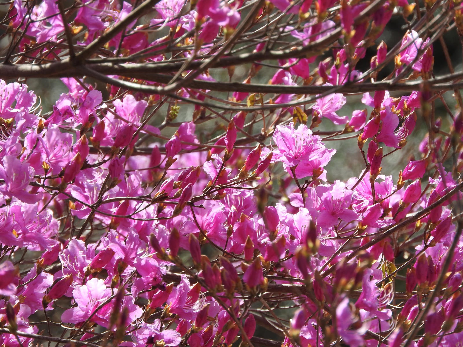 「開花するコバノミツバツツジ」の写真
