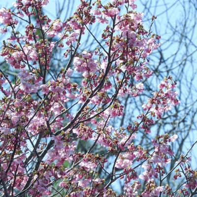 山の八重桜（ヤエザクラ）の写真