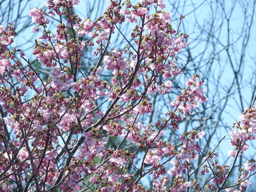 山の八重桜（ヤエザクラ）の写真