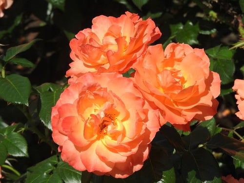 オレンジ色の薔薇の写真
