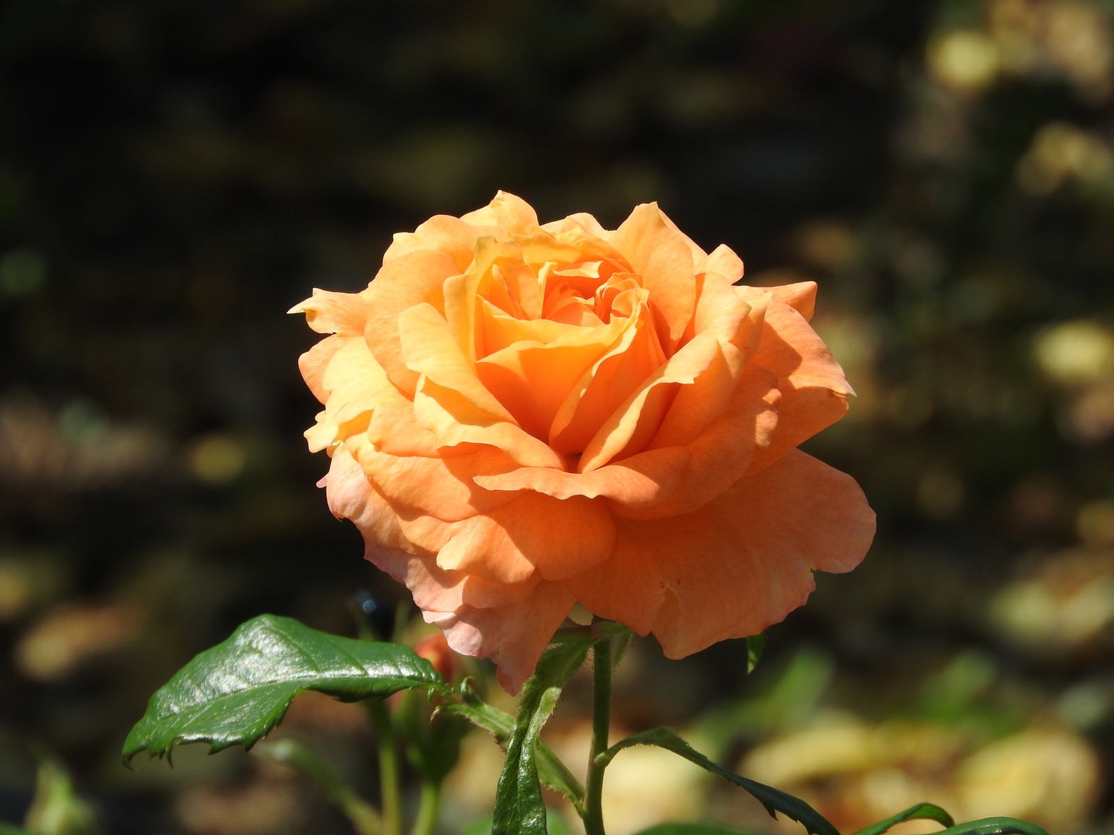 「開花したオレンジ色の薔薇」の写真