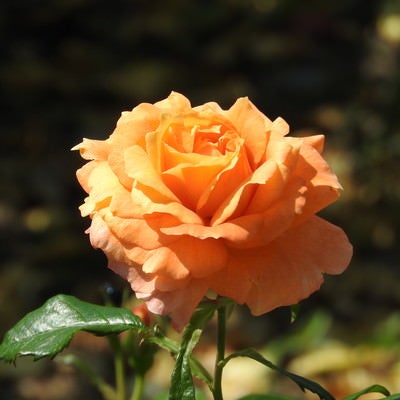 開花したオレンジ色の薔薇の写真