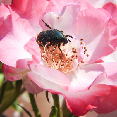 蜜を吸いにやってきたハナムグリ（昆虫）の写真