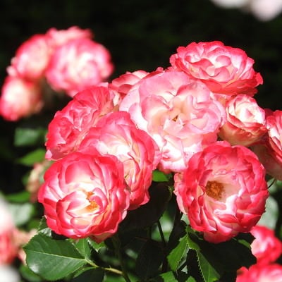 ピンク薔薇の花の写真