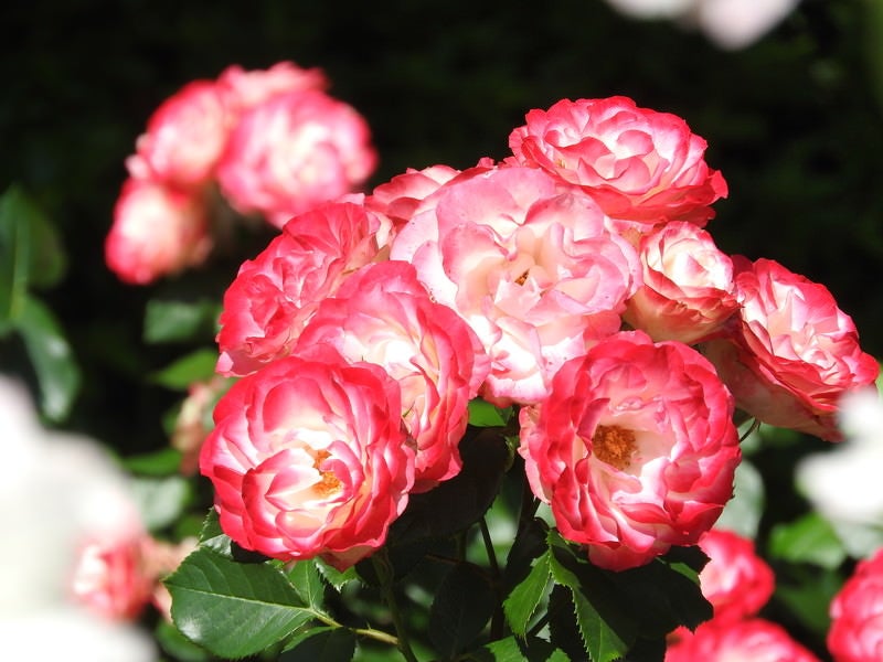 ピンク薔薇の花の写真