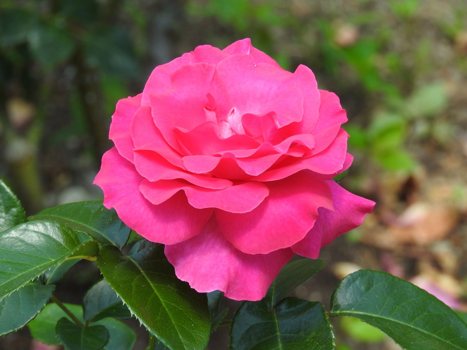 「ピンクの薔薇」の写真